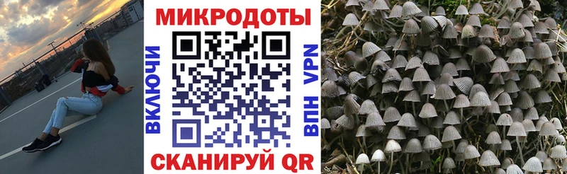 Псилоцибиновые грибы Psilocybe  Талица 